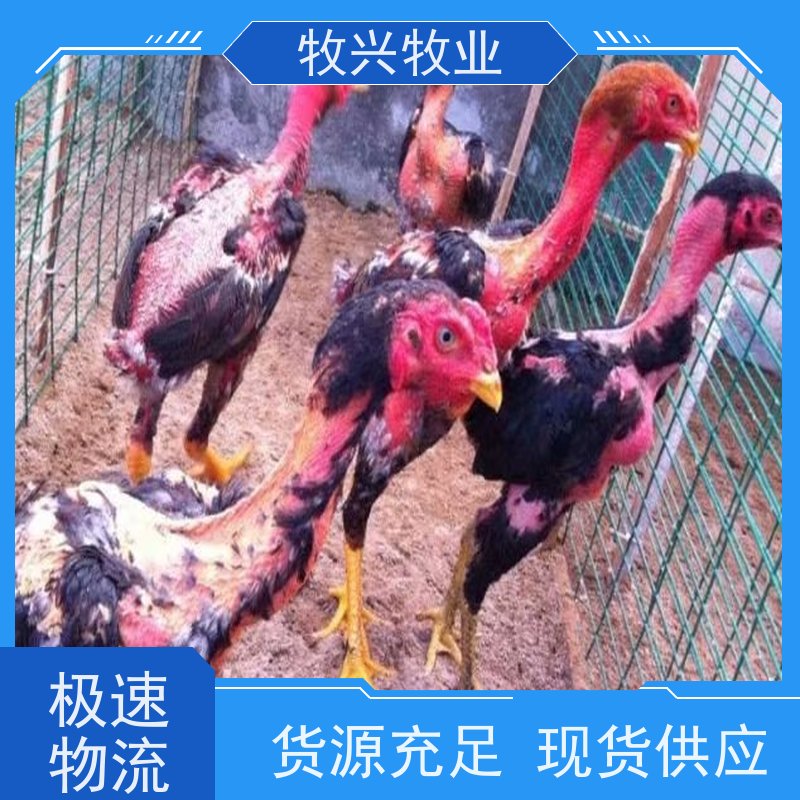 出售斗鸡蛋斗鸡种蛋