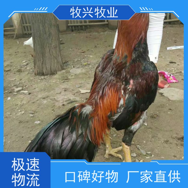 出售斗鸡一批斗鸡蛋