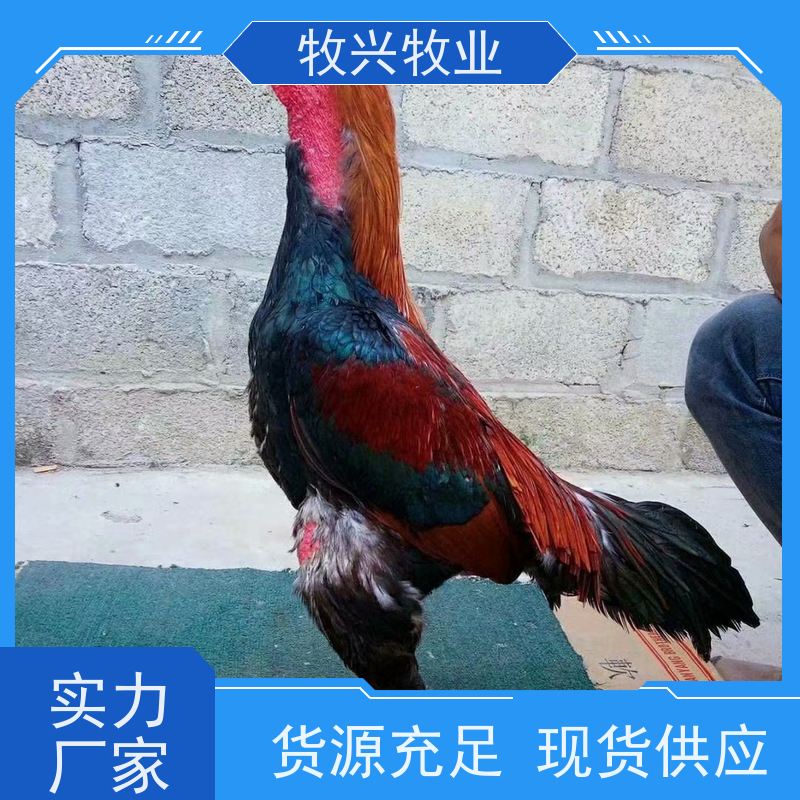 鬼子斗鸡种蛋出售