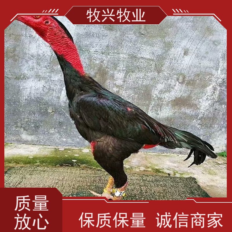 内黄县大小斗鸡零售斗鸡苗