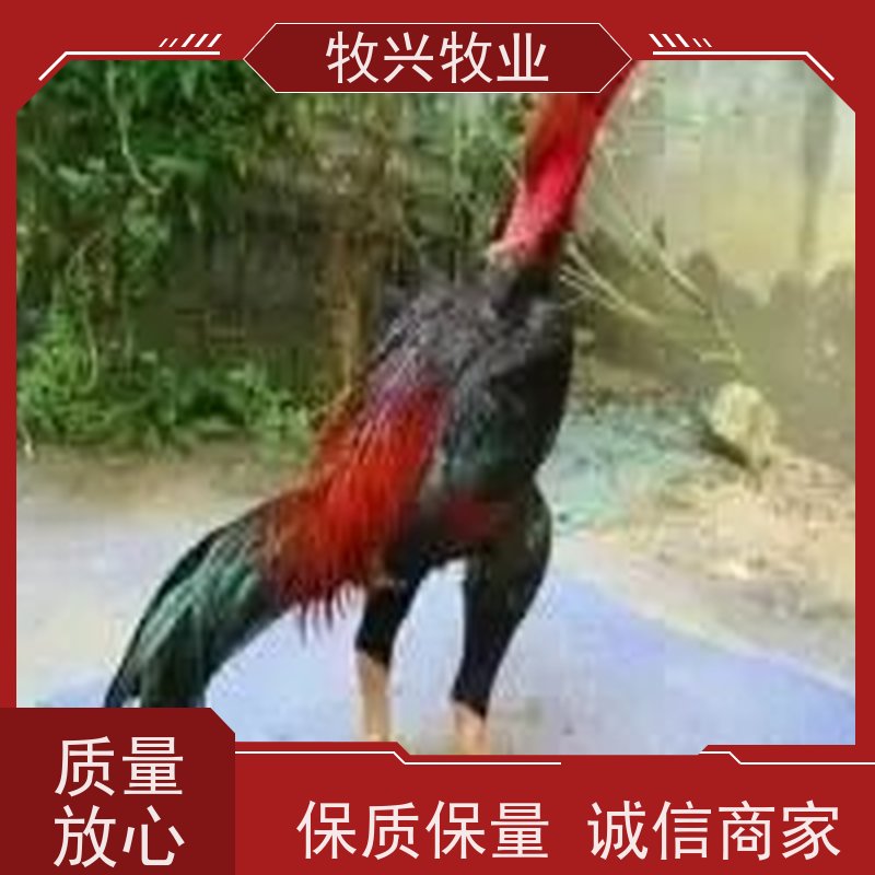 出售鲁西斗鸡纯种斗鸡苗