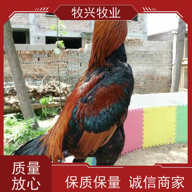 动物园观赏成年斗鸡 养殖脱温幼鸡苗 繁殖力强