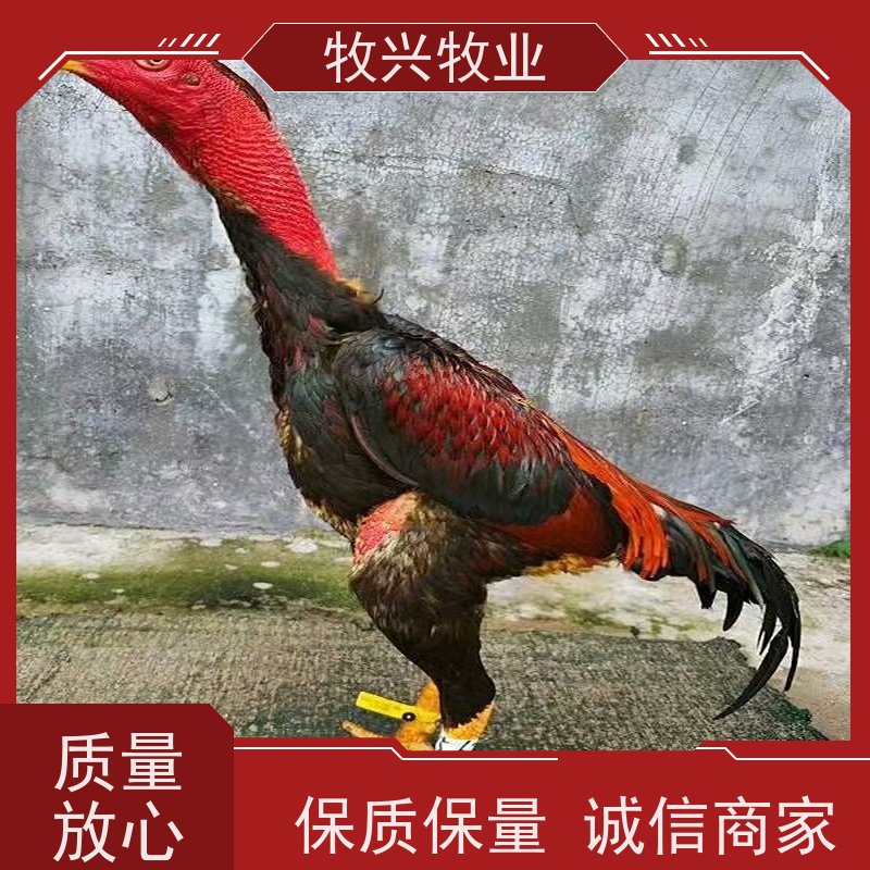 斗鸡一批大小出售