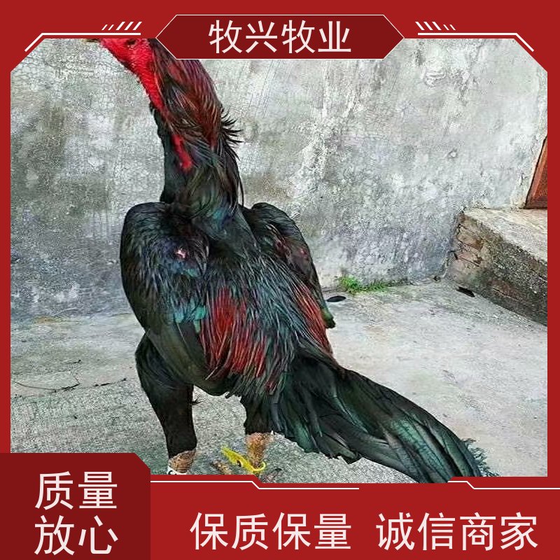 四川出售纯种斗鸡