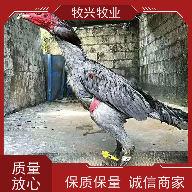 凯里一批斗鸡苗批发 