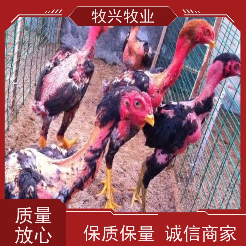 纯种斗鸡一批出售
