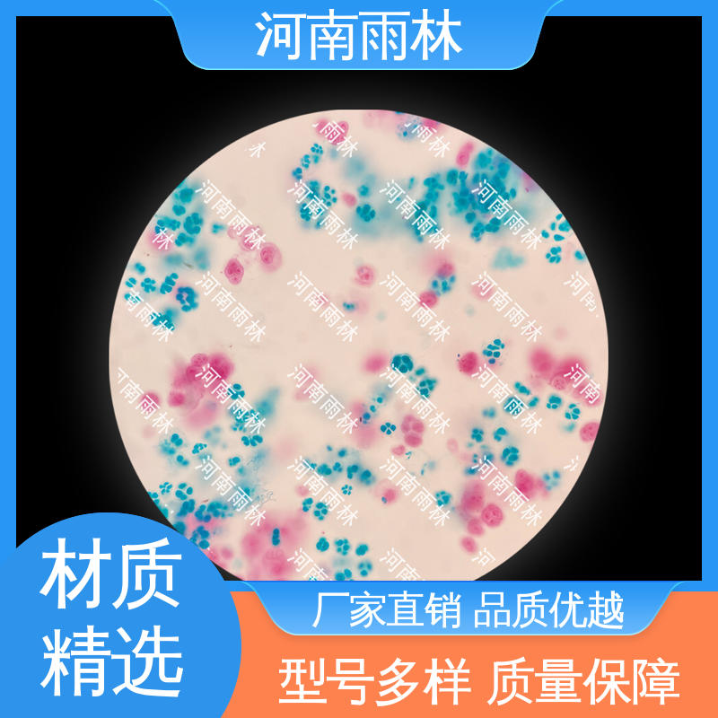 可提供材料 显微切片 源头工厂 颜色鲜亮 雨林教育