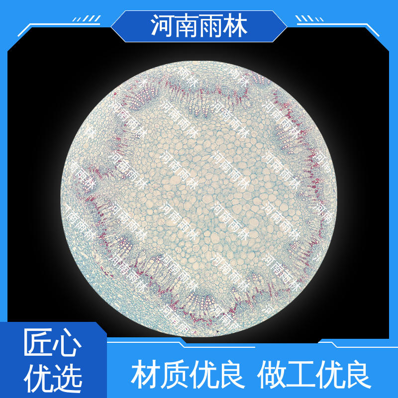 颜色鲜亮 质量优 显微标本 个性化定做 雨林教育工程