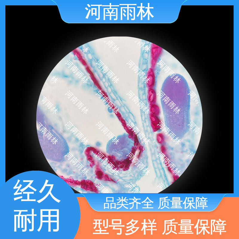 雨林教育工程 各类标本 厂家销售 质量优 颜色鲜亮