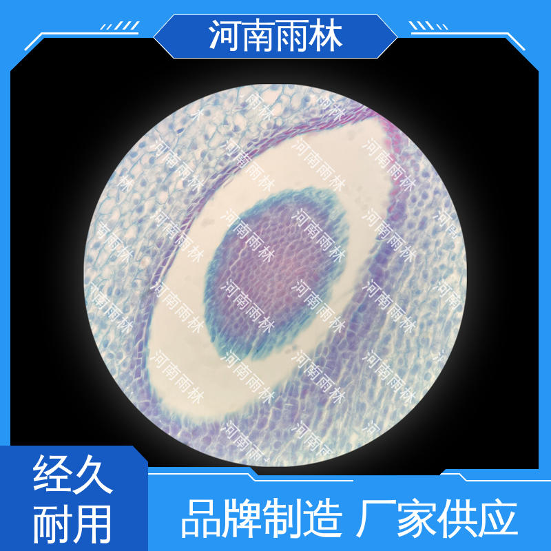 雨林教育 售后无忧 各类标本 源头工厂 细胞清晰