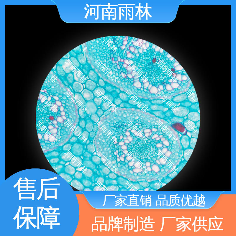 显微标本 源头工厂 颜色鲜亮 性价比高 雨林教育工程