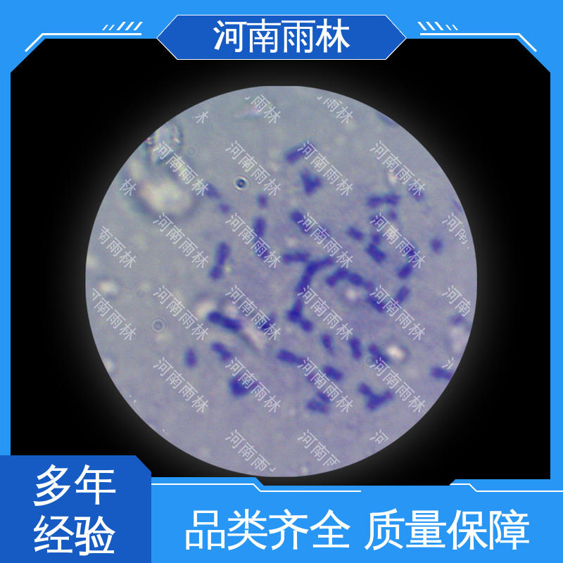 雨林教育工程 可提供材料 源头工厂 细胞清晰 生物切片