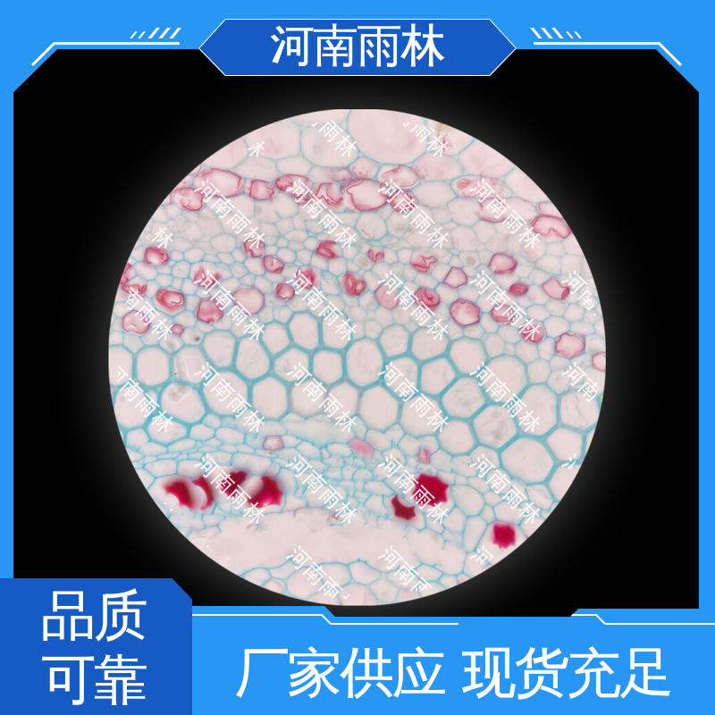 一对一质检 质量优 源头工厂 病害标本 雨林教育