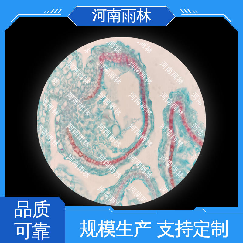 雨林教育工程 品质优良 植物切片 源头工厂 性价比高