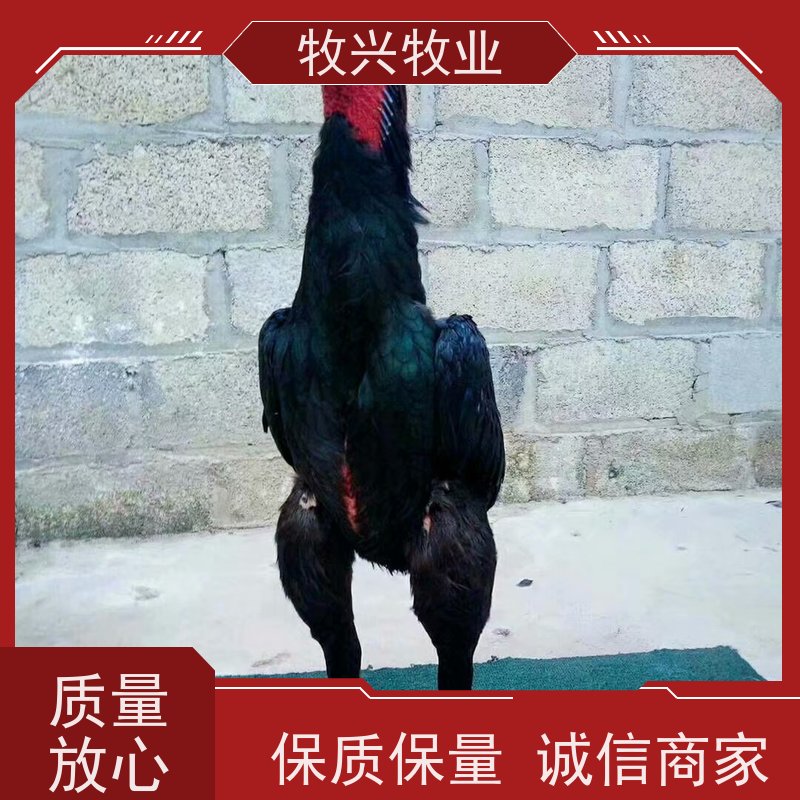 养殖成年大型斗鸡苗 体质健壮结实