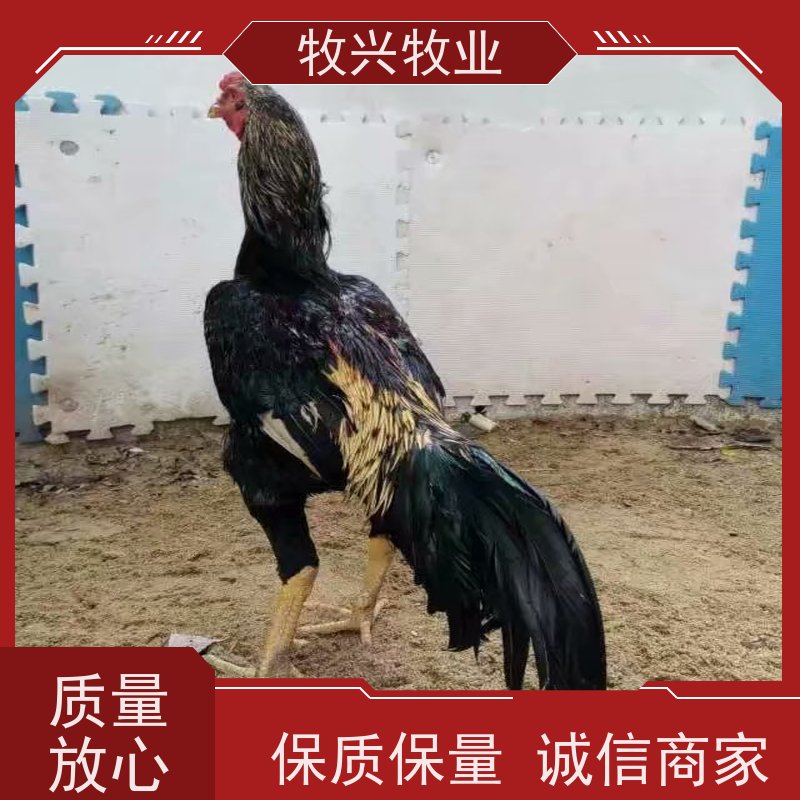 出售观赏斗鸡比赛斗鸡