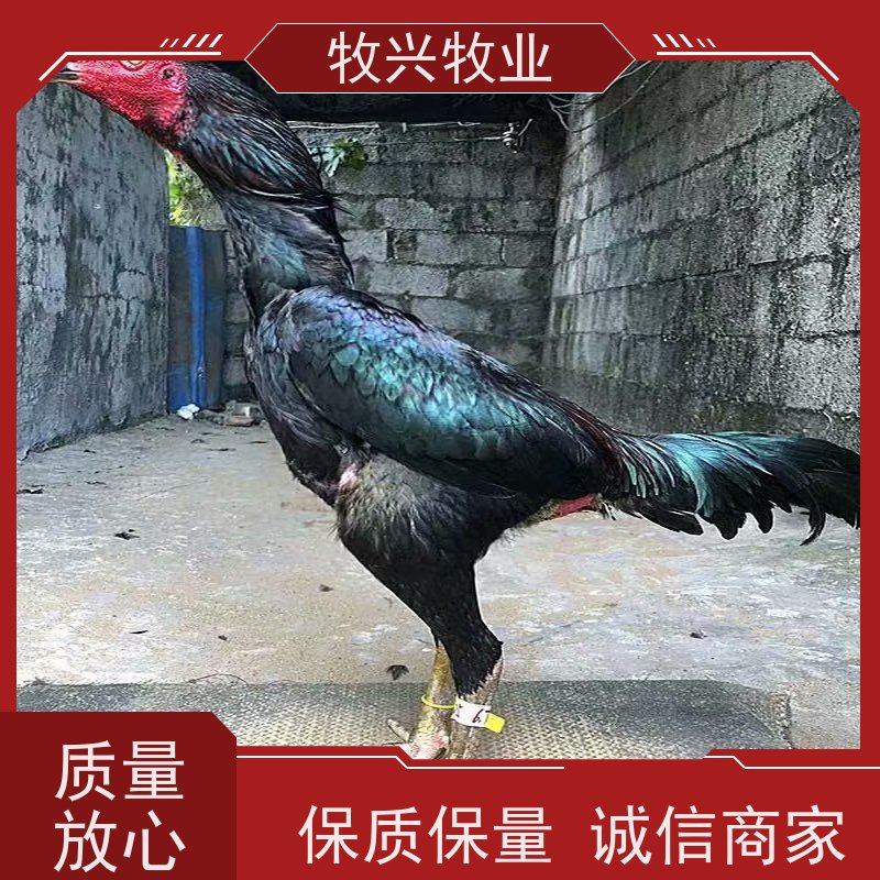 斗鸡今年批发情况