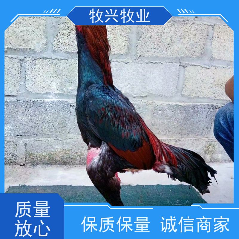 出售观赏鸡翻毛鸡 矮脚鸡 斗鸡 波澜鸡 婆罗门脱温鸡苗价钱