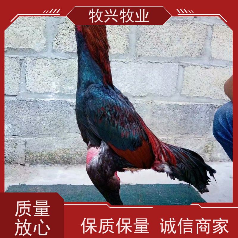 泰国斗鸡蛋一个价钱