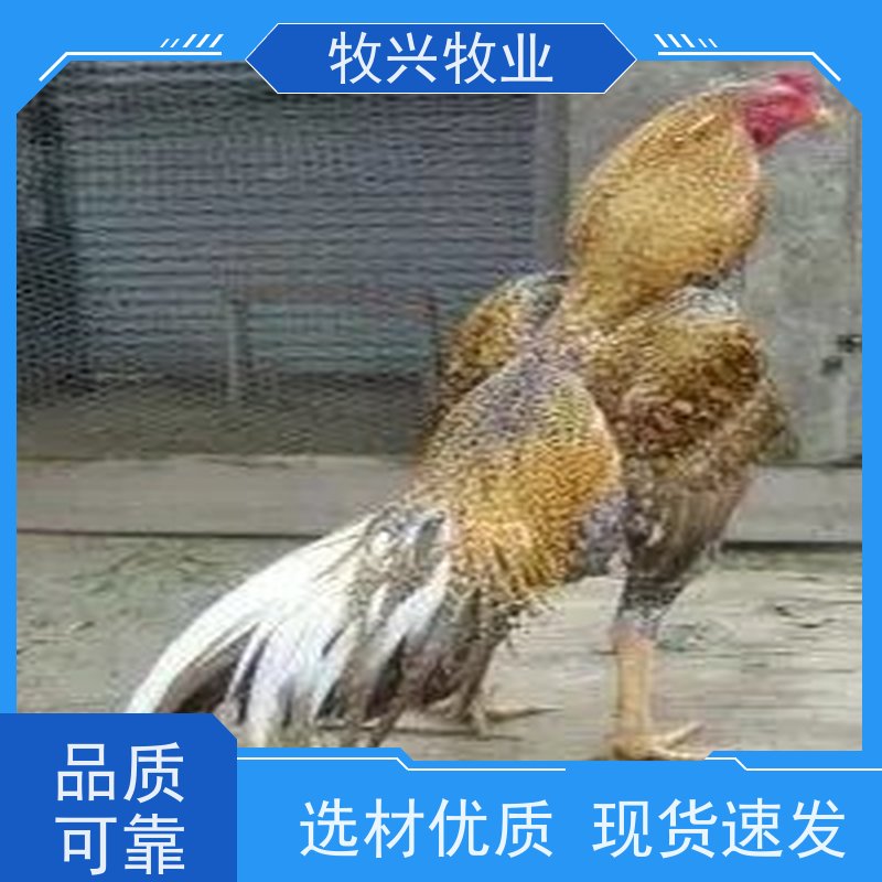 斗鸡蛋一个批发一个出售