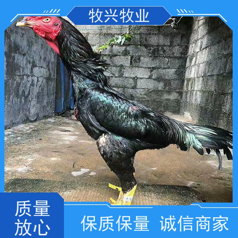 出售斗鸡出售母斗鸡