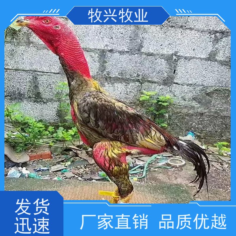 直供新鲜斗鸡鸡蛋口感细腻