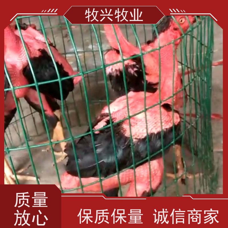 观赏斗鸡 打比赛斗鸡