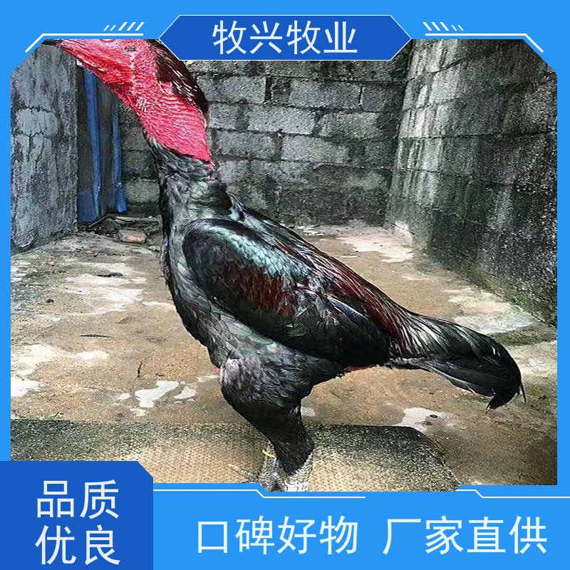 出售斗鸡蛋批发价钱