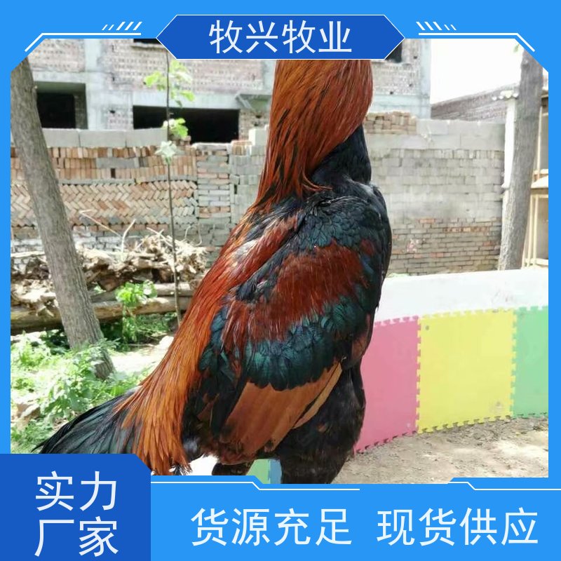 出售一批斗鸡蛋市场