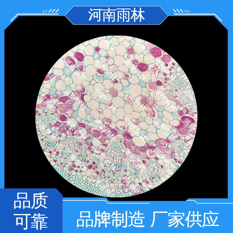 一对一质检 售后无忧 源头工厂 生物切片 雨林教育工程