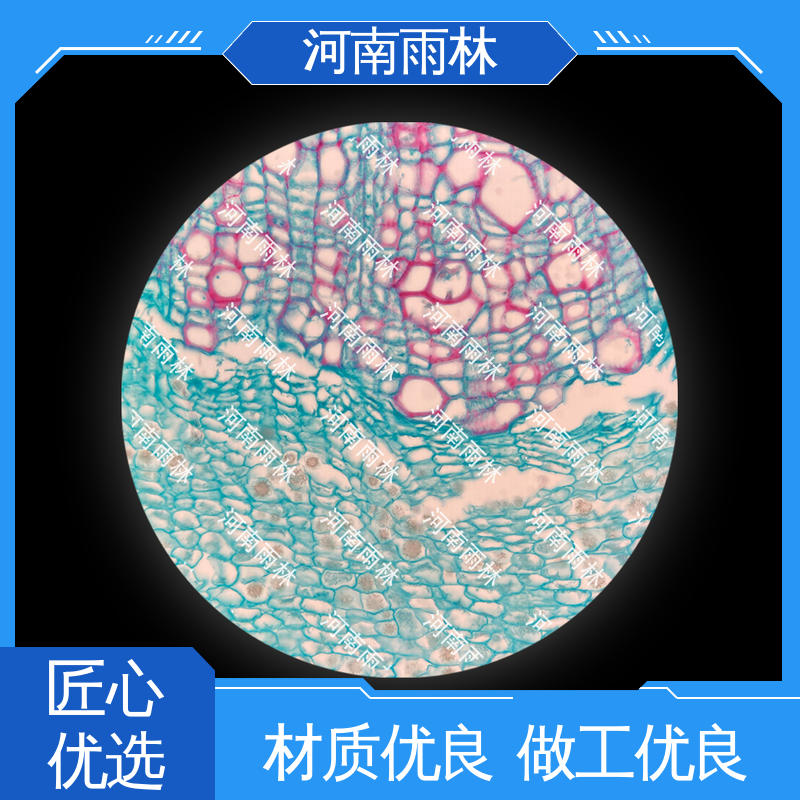 性价比高 源头工厂 切片安全 显微标本 雨林教育工程