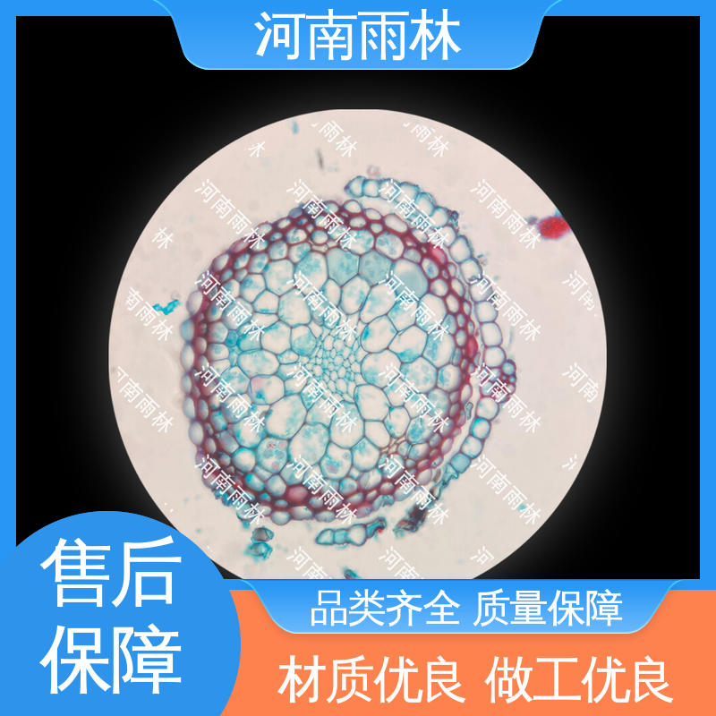 雨林教育工程 售后无忧 各类标本 细胞清晰 厂家销售
