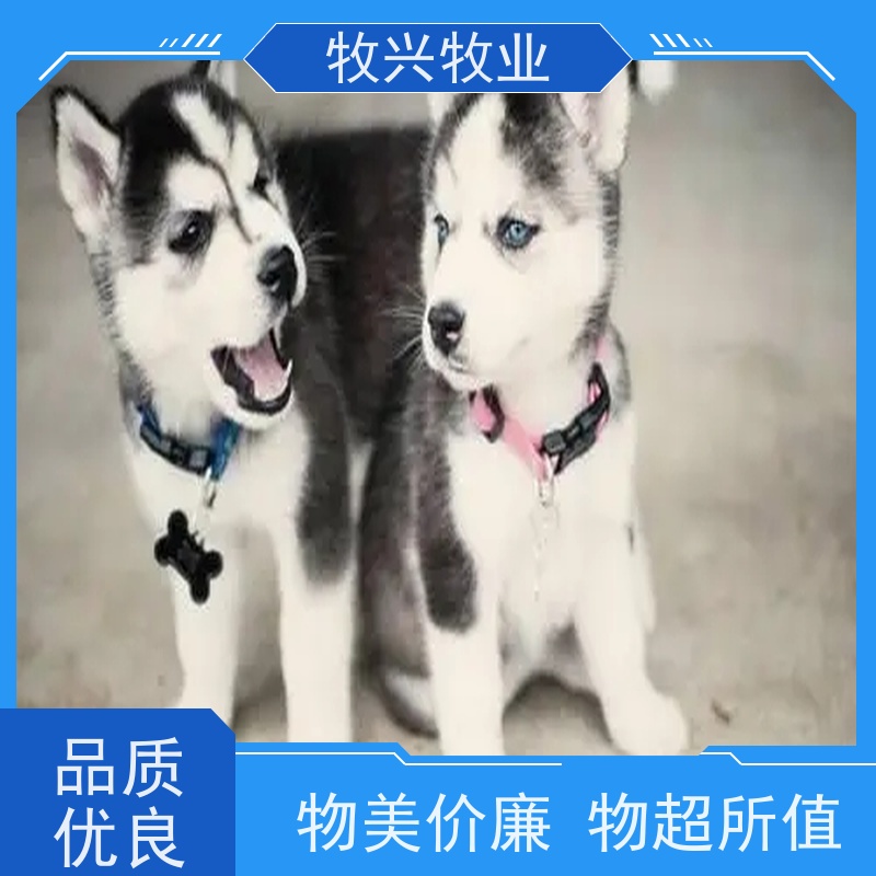 金毛犬专卖一只出售