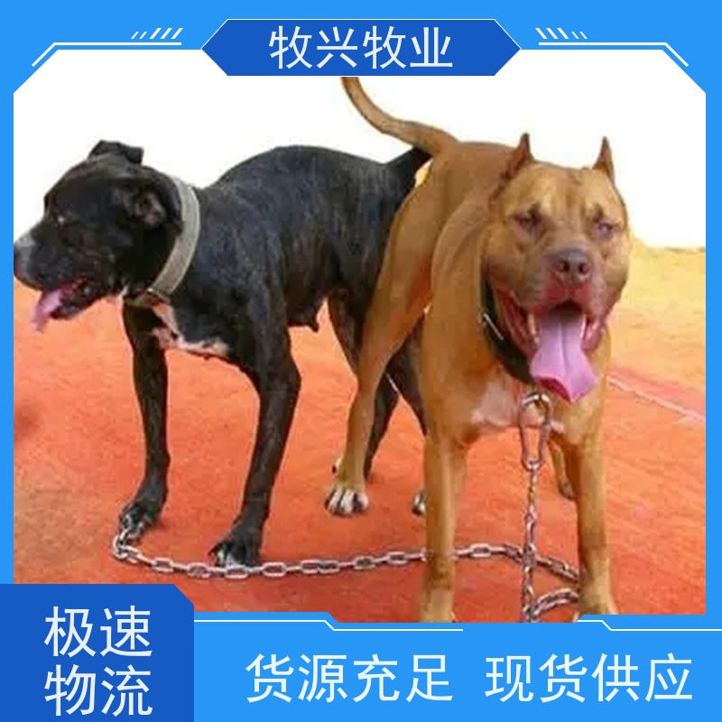 纯种德系杜宾犬幼犬 