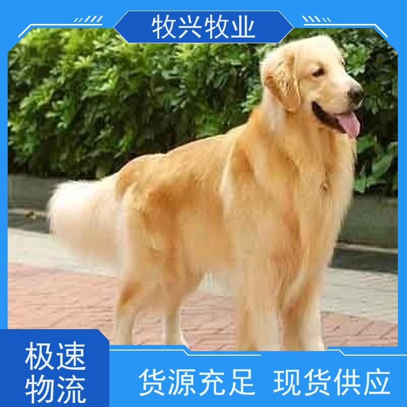 双血统德国牧羊犬 