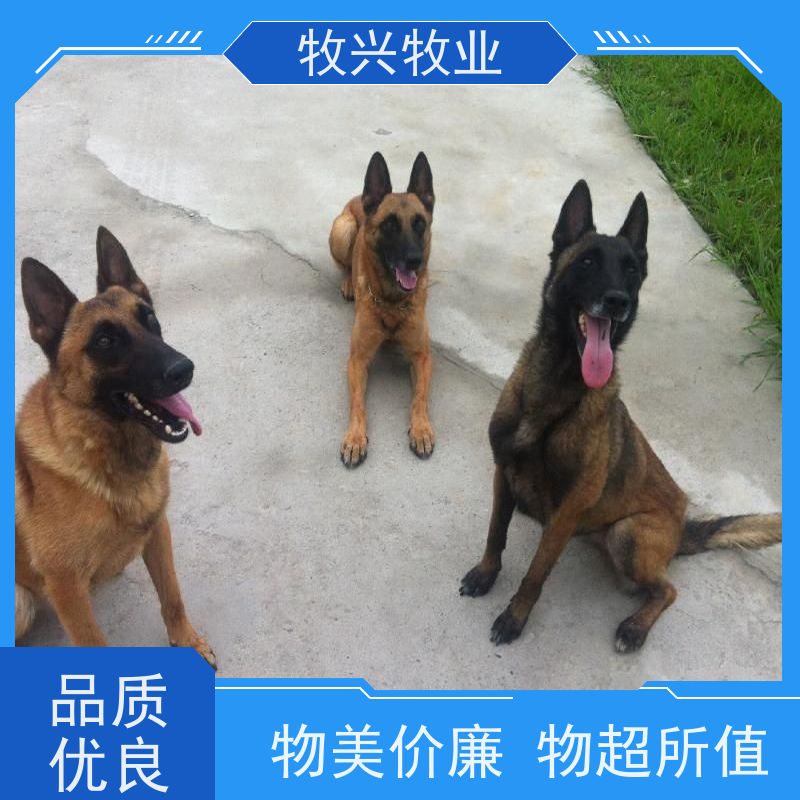 卡斯罗幼犬 纯种