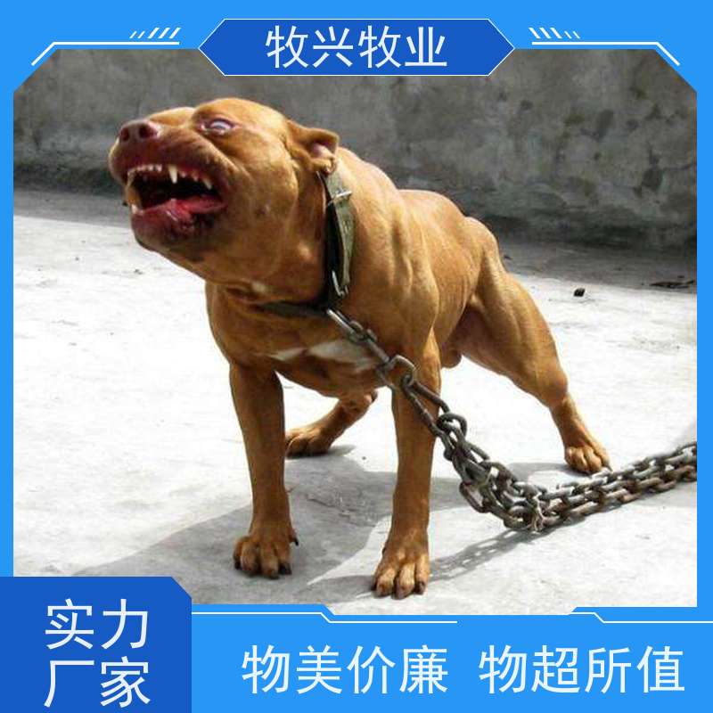 纯种黑狼犬看家护院