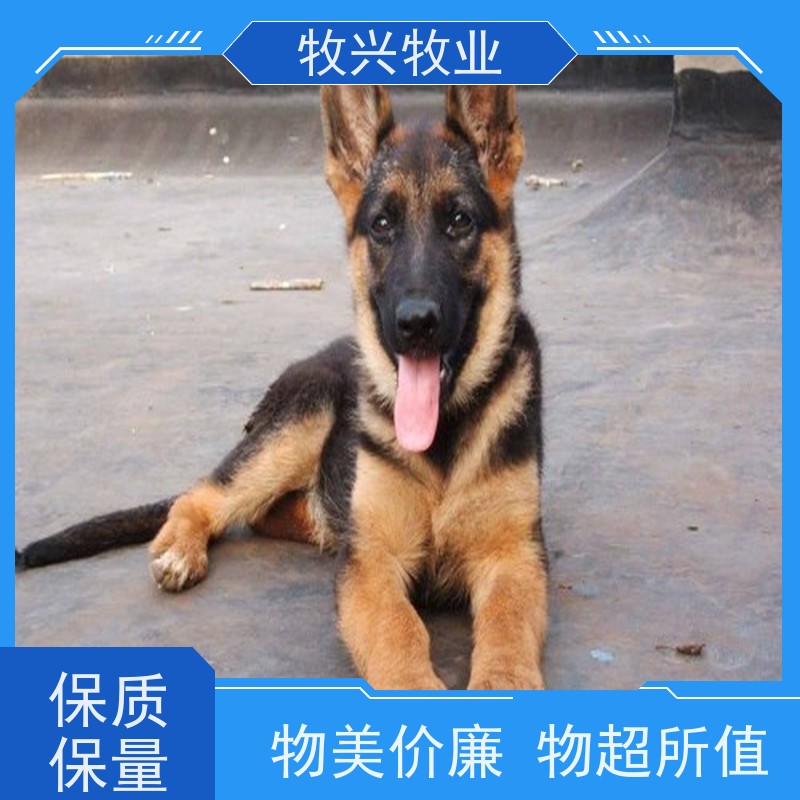 出售大体型德牧双血统
