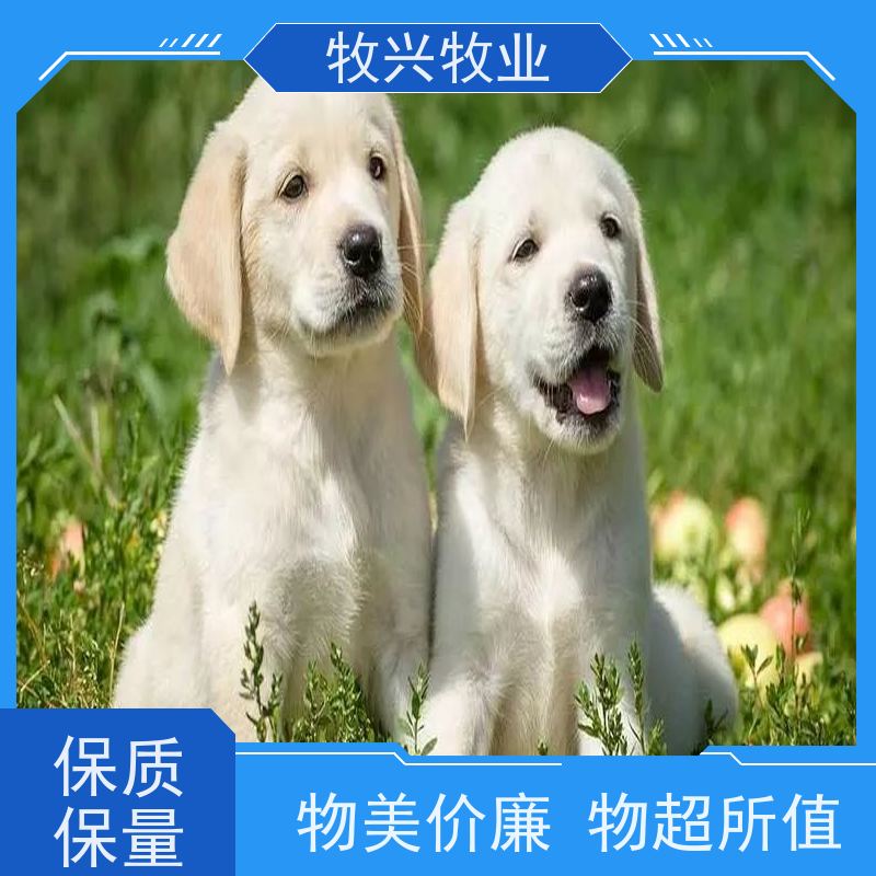 大体型成年拉布拉多犬 散养双血统宠物犬