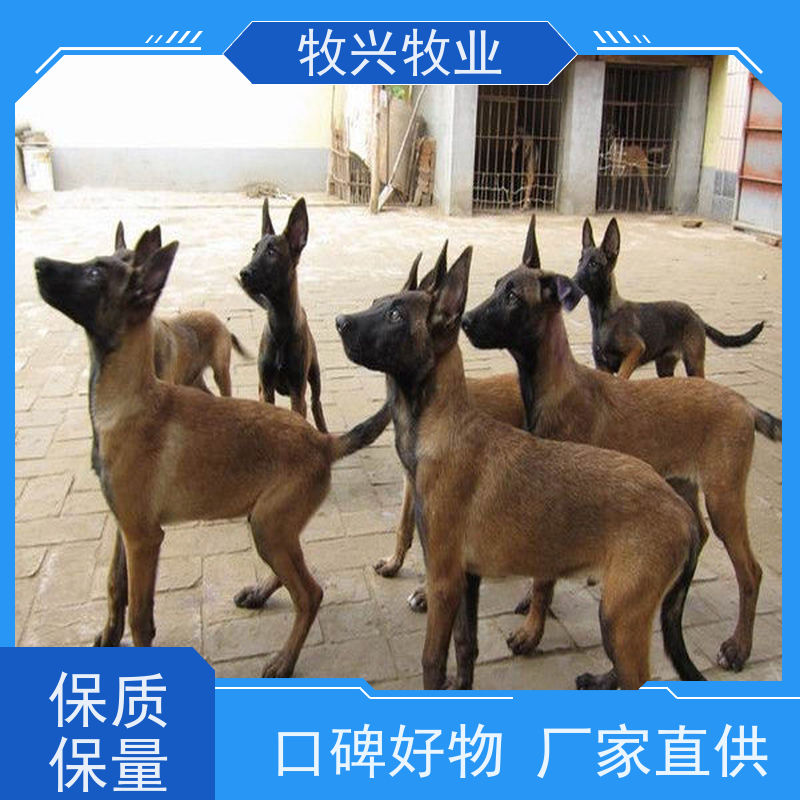纯种罗威纳幼犬今年价钱