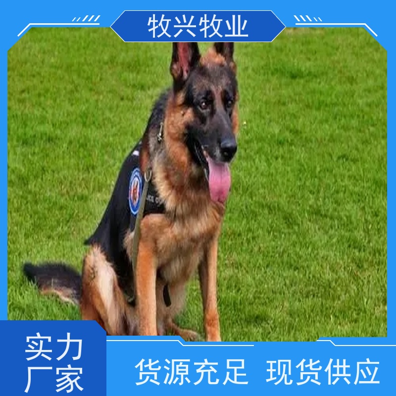 成年繁育家养金毛犬 