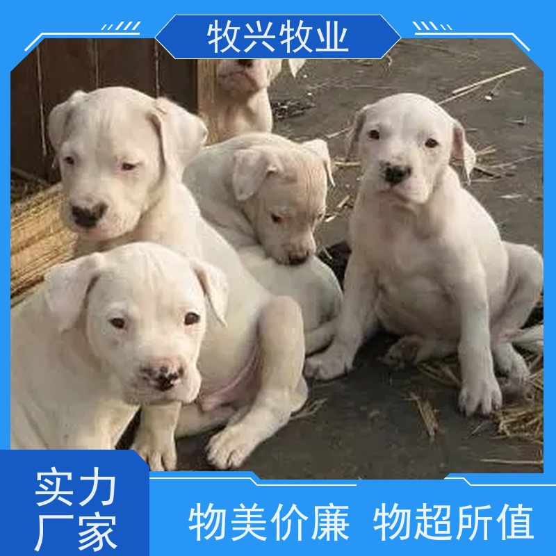 纯种比熊犬幼犬活体出售 宠物小型犬幼崽 提供养殖技术