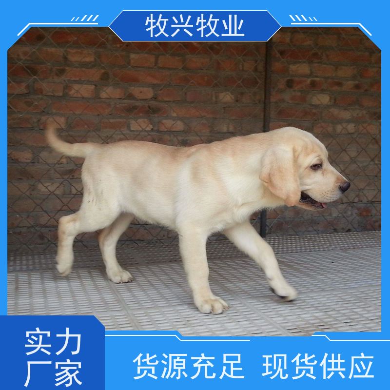 出售金毛犬幼犬