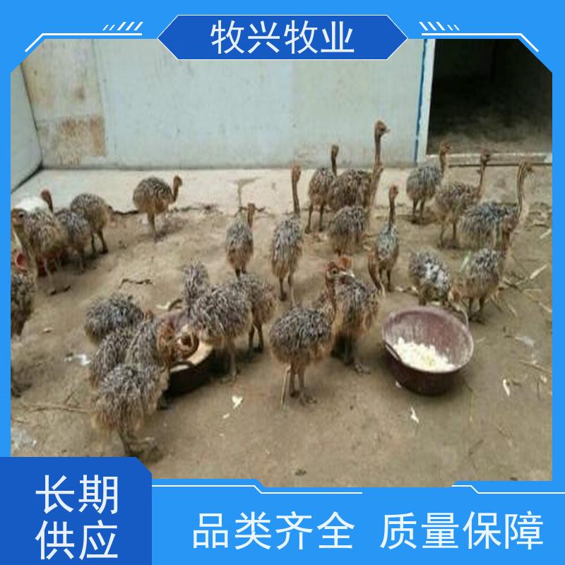 生态养殖鸵鸟 体型大适应性强品种优良