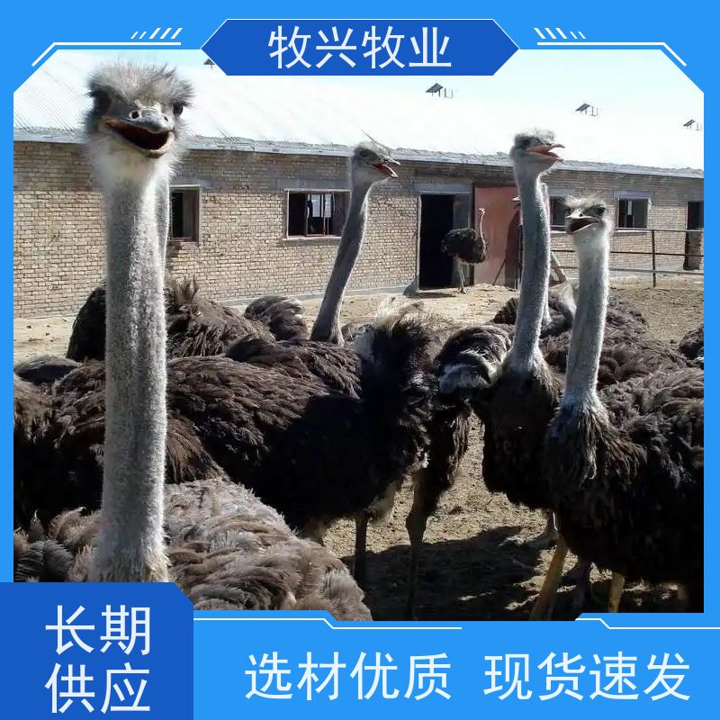 动物园散养成年鸵鸟养殖 展览观赏