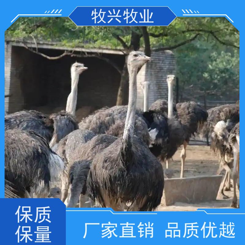 观赏成年鸵鸟鸵鸟幼苗 孵化基地 