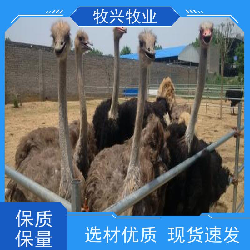 大鸵鸟有多重一只价钱