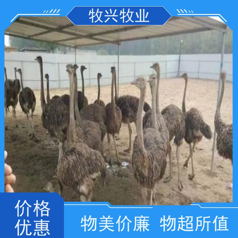 改良脱温鸵鸟苗 成年鸵鸟养殖批发 优良品种包运输