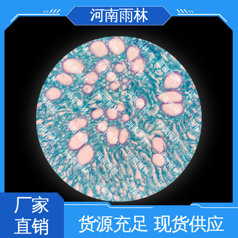 质量保障 各类标本 可定制 个性化定做 雨林教育工程