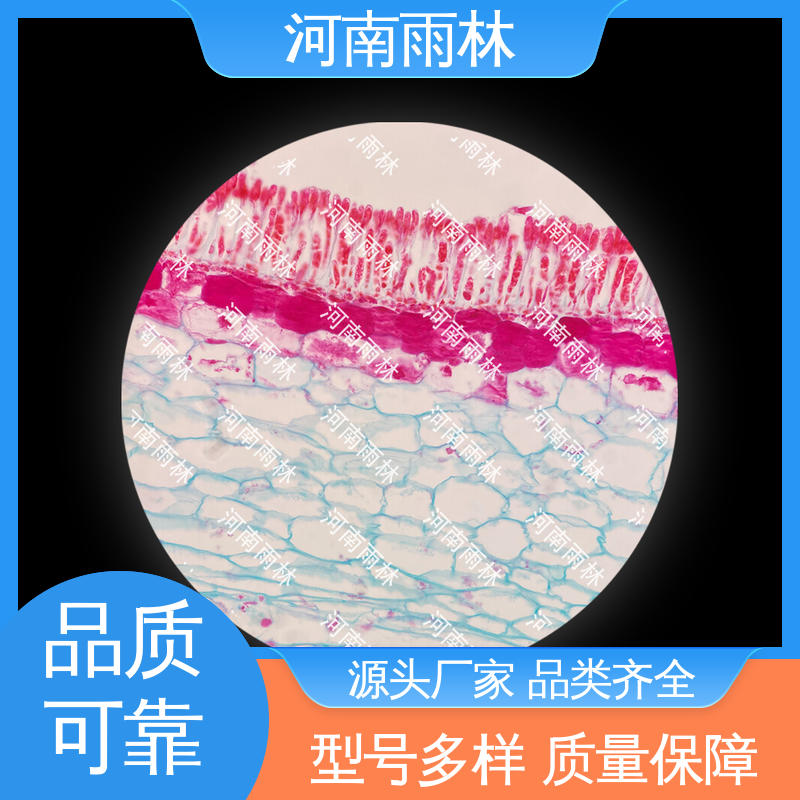 教学切片 可提供材料 厂家销售 质量保障 雨林教育工程